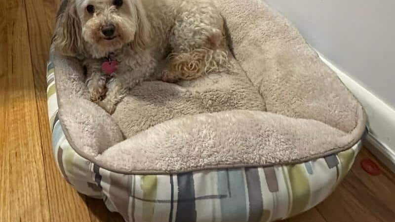 Queens Dog Walk - Oakland Gardens, NY