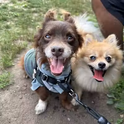 Queens Dog Walk - Oakland Gardens, NY