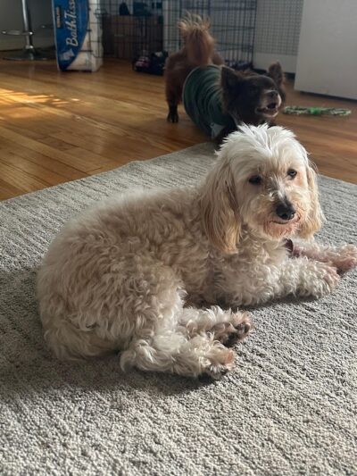 Queens Dog Walk - Oakland Gardens, NY