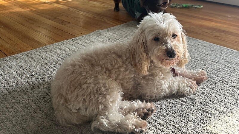 Queens Dog Walk - Oakland Gardens, NY