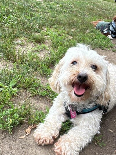 Queens Dog Walk - Oakland Gardens, NY