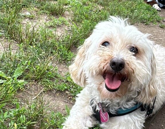 Queens Dog Walk - Oakland Gardens, NY