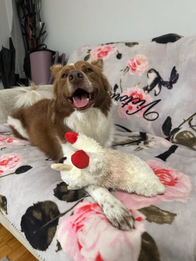 Queens Dog Walk - Oakland Gardens, NY