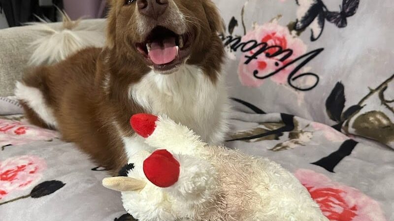 Queens Dog Walk - Oakland Gardens, NY