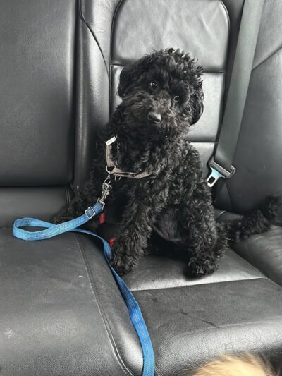 Queens Dog Walk - Oakland Gardens, NY