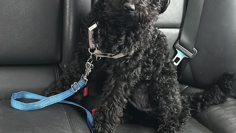 Queens Dog Walk - Oakland Gardens, NY