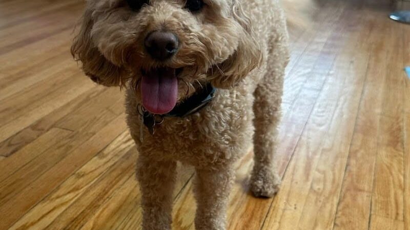 Queens Dog Walk - Oakland Gardens, NY