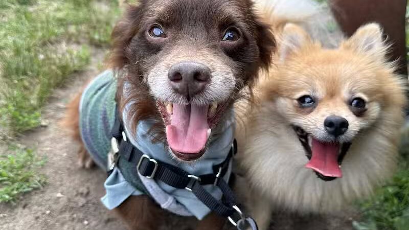 Queens Dog Walk - Oakland Gardens, NY