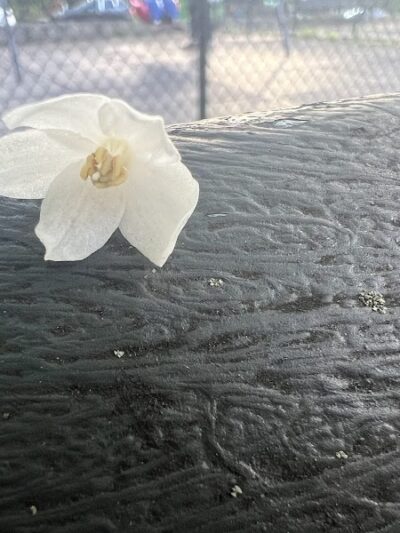 Alley Park - Oakland Gardens, NY