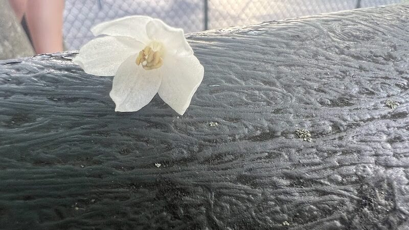 Alley Park - Oakland Gardens, NY