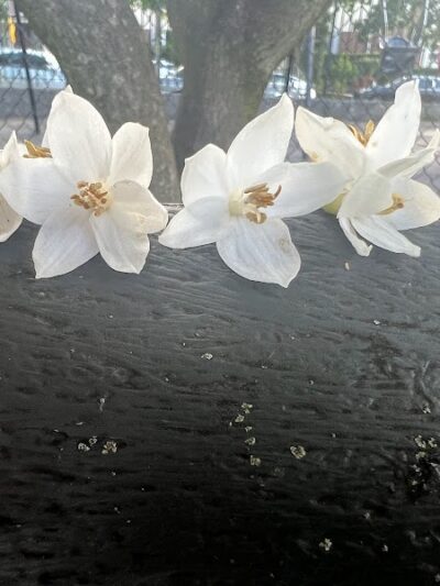 Alley Park - Oakland Gardens, NY