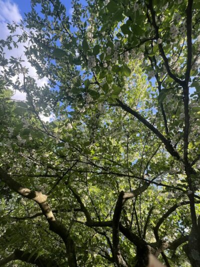 Alley Park - Oakland Gardens, NY