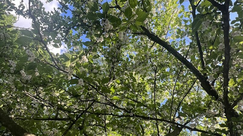 Alley Park - Oakland Gardens, NY