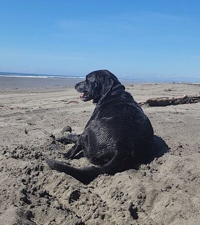 Off Leash Dog Beach - Ocean Shores, WA