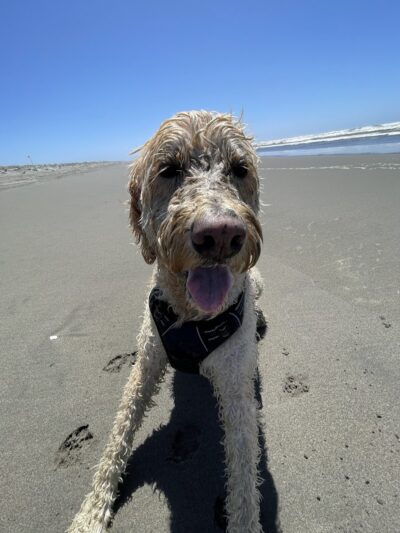 Off Leash Dog Beach - Ocean Shores, WA
