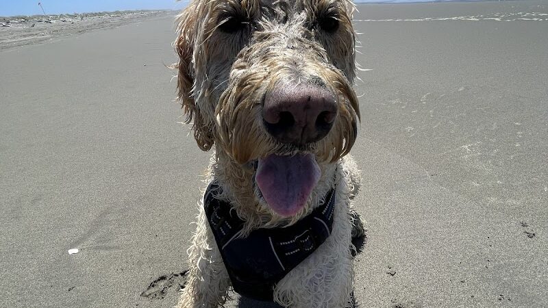 Off Leash Dog Beach - Ocean Shores, WA