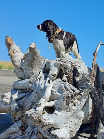 Off Leash Dog Beach - Ocean Shores, WA