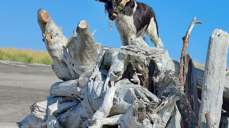 Off Leash Dog Beach - Ocean Shores, WA