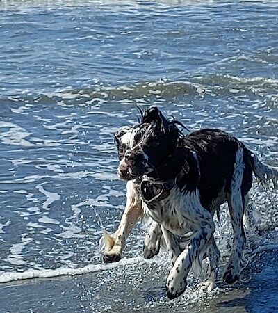 Off Leash Dog Beach - Ocean Shores, WA