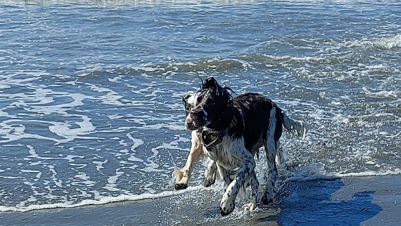 Off Leash Dog Beach - Ocean Shores, WA