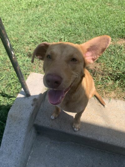 Ocoee Dogs - Ocoee, TN