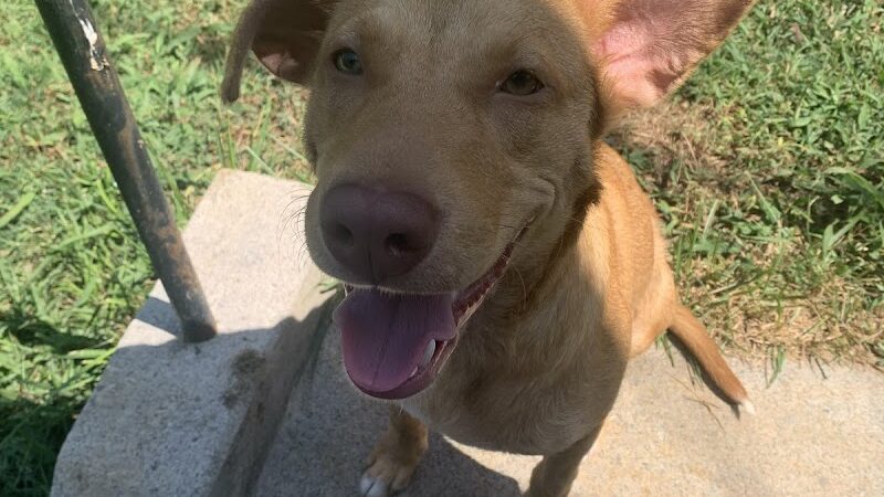 Ocoee Dogs - Ocoee, TN