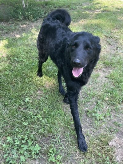 Ocoee Dogs - Ocoee, TN