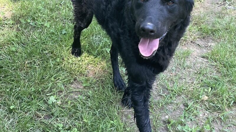 Ocoee Dogs - Ocoee, TN