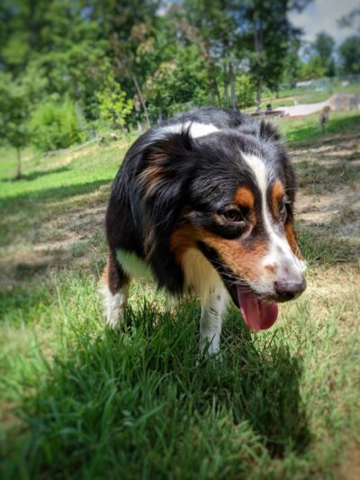 Ocoee Dogs - Ocoee, TN