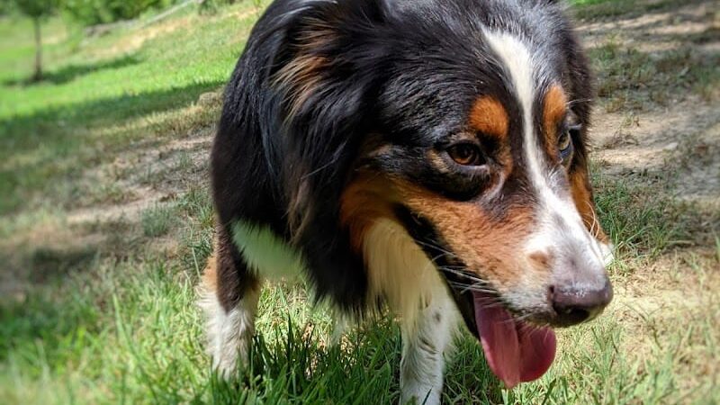 Ocoee Dogs - Ocoee, TN