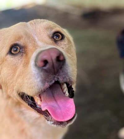 Ocoee Dogs - Ocoee, TN