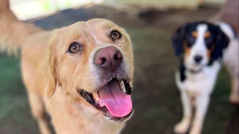 Ocoee Dogs - Ocoee, TN