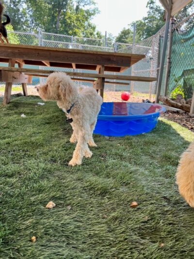 Ocoee Dogs - Ocoee, TN