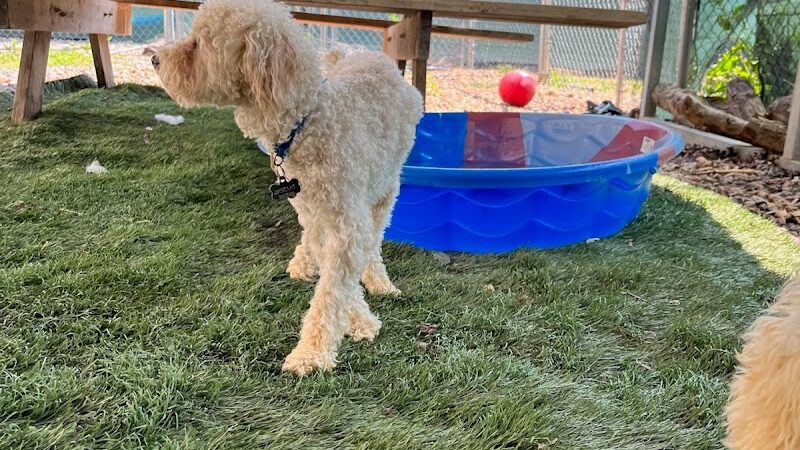 Ocoee Dogs - Ocoee, TN