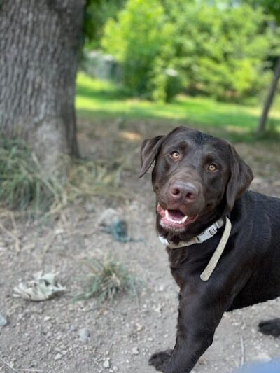 Ocoee Dogs - Ocoee, TN