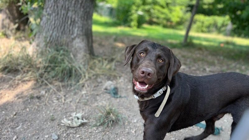 Ocoee Dogs - Ocoee, TN