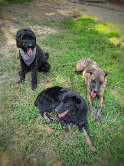 Ocoee Dogs - Ocoee, TN