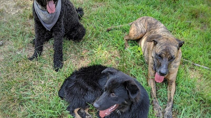 Ocoee Dogs - Ocoee, TN