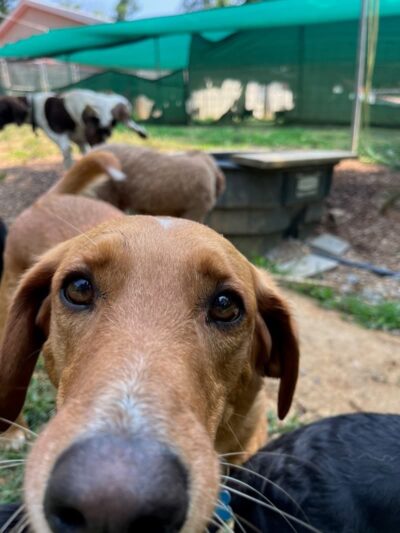 Ocoee Dogs - Ocoee, TN