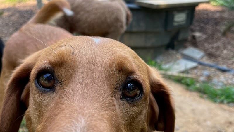 Ocoee Dogs - Ocoee, TN