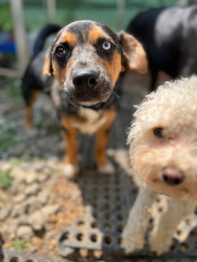 Ocoee Dogs - Ocoee, TN