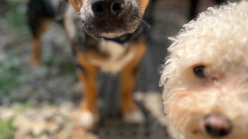 Ocoee Dogs - Ocoee, TN