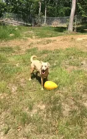 Ocoee Dogs - Ocoee, TN