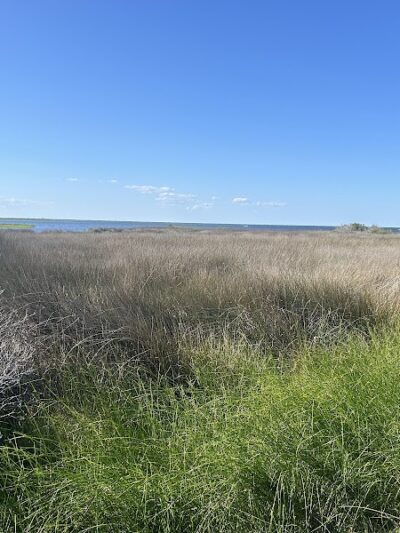Hammock Hills Nature Trail - Ocracoke, NC