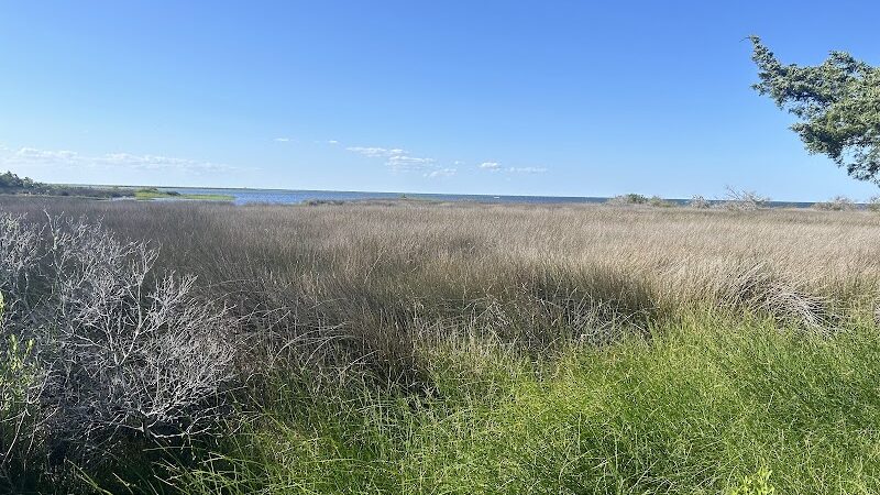 Hammock Hills Nature Trail - Ocracoke, NC