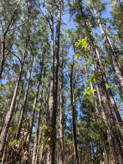 Hammock Hills Nature Trail - Ocracoke, NC
