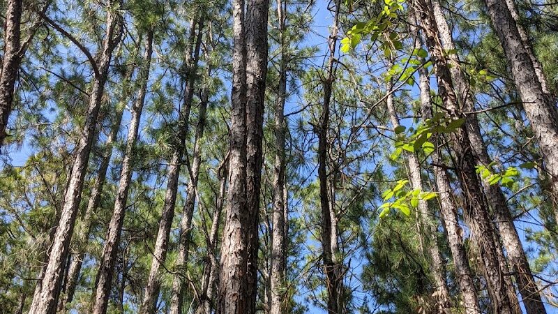 Hammock Hills Nature Trail - Ocracoke, NC