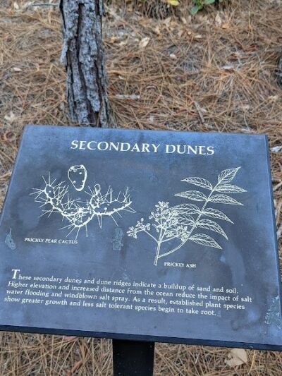 Hammock Hills Nature Trail - Ocracoke, NC