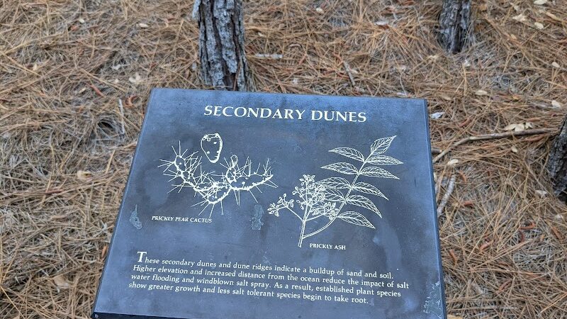 Hammock Hills Nature Trail - Ocracoke, NC