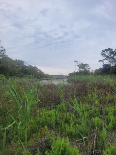 Hammock Hills Nature Trail - Ocracoke, NC